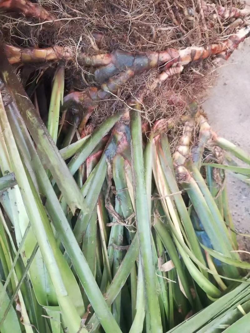 石菖蒲正宗石菖蒲种苗种植基地，欢迎全国各地客商前来选购