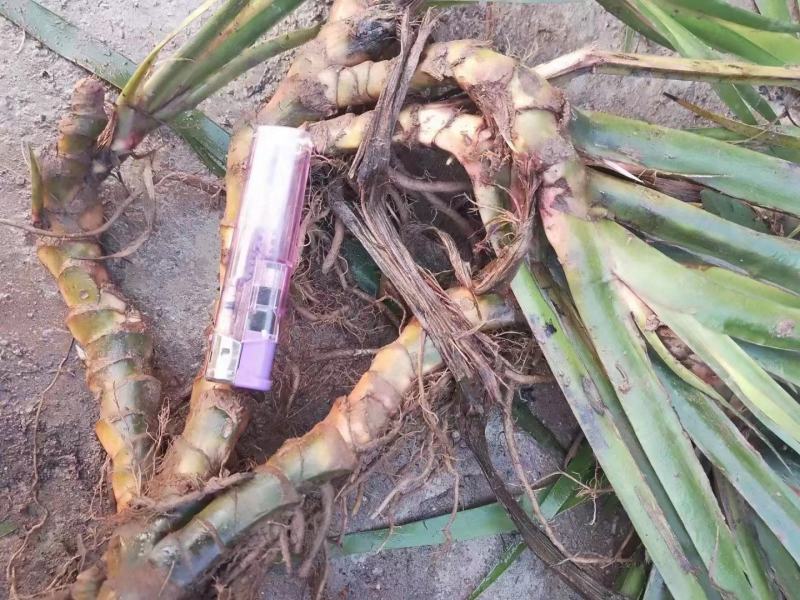 石菖蒲正宗石菖蒲种苗种植基地，欢迎全国各地客商前来选购