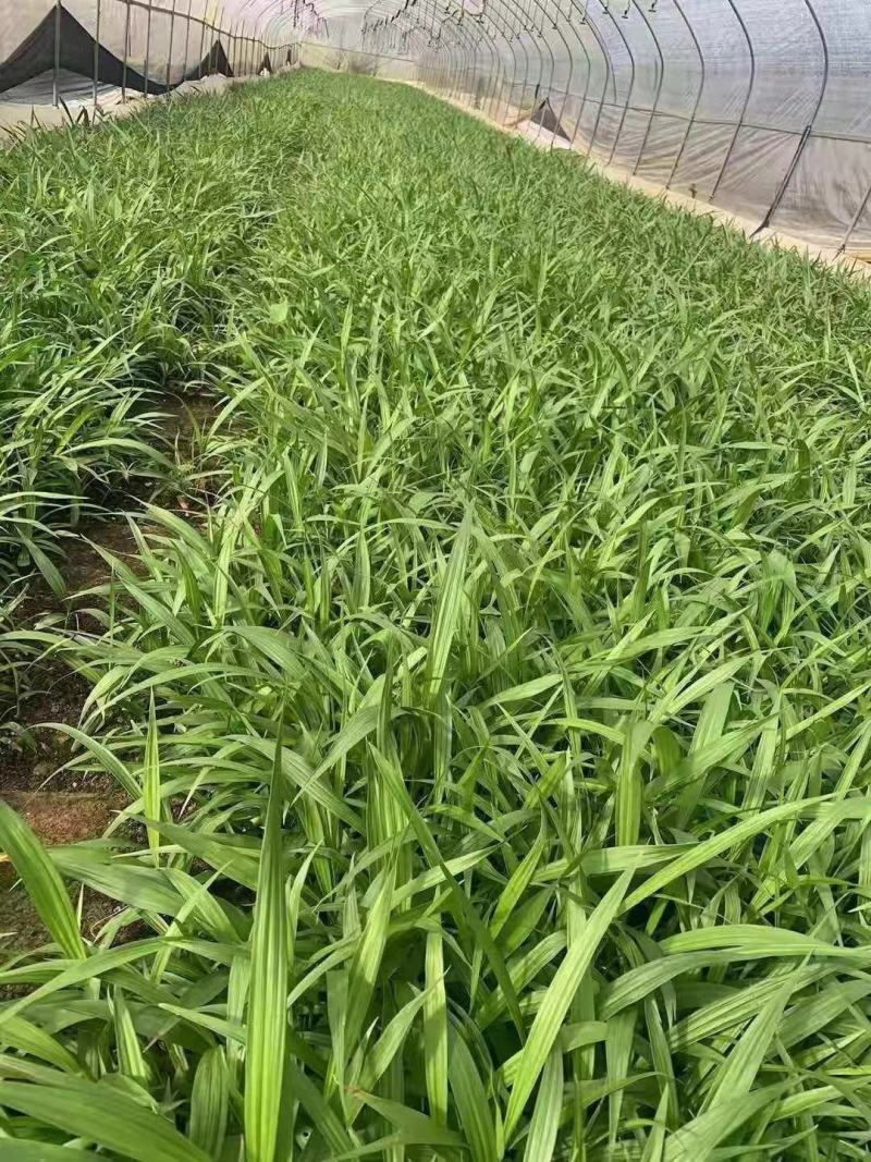 白芨苗，紫花大白芨品种，各种规格都有，量大，基地直发