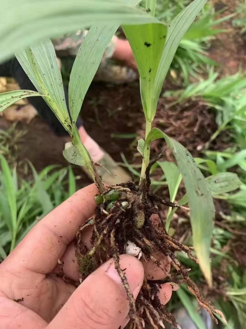 白芨苗，紫花大白芨品种，各种规格都有，量大，基地直发