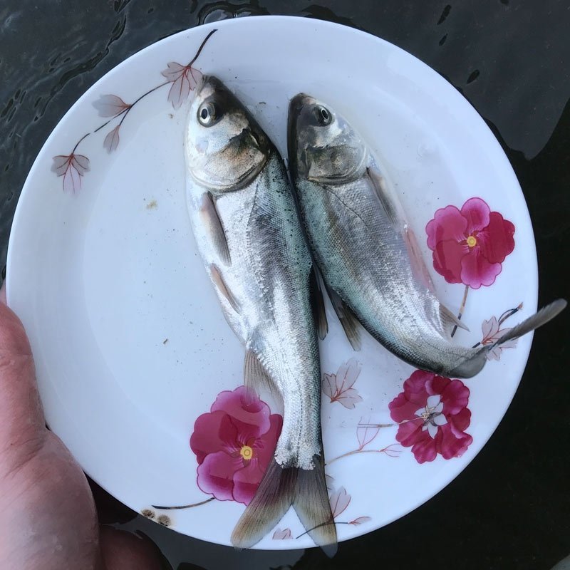 白鲢鱼苗