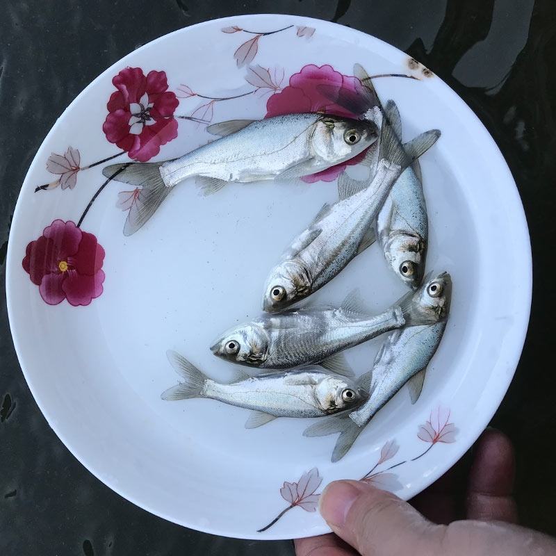 白鲢鱼苗