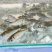 白鲢鱼苗