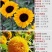 向日葵种子矮四季播种开花高杆观赏切花盆栽花种子庭院食用葵