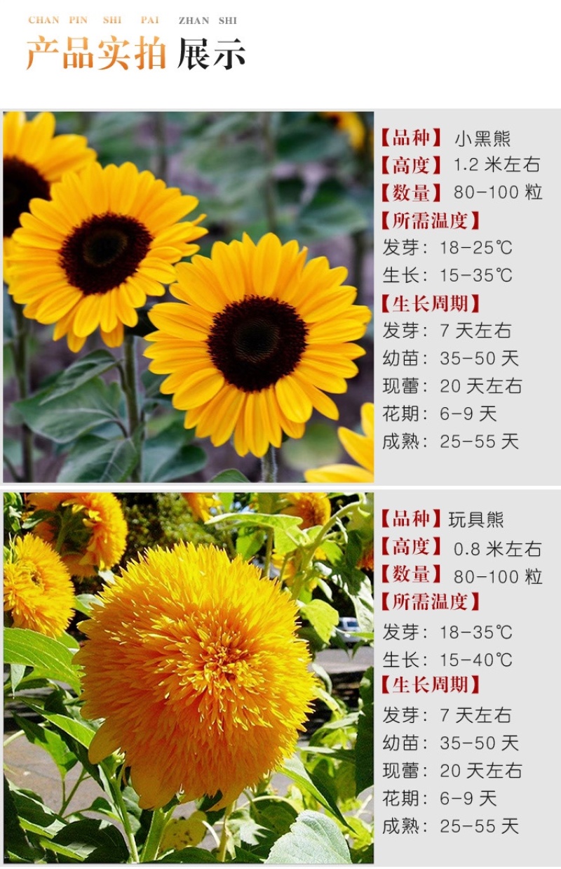 向日葵种子矮四季播种开花高杆观赏切花盆栽花种子庭院食用葵