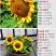 向日葵种子矮四季播种开花高杆观赏切花盆栽花种子庭院食用葵