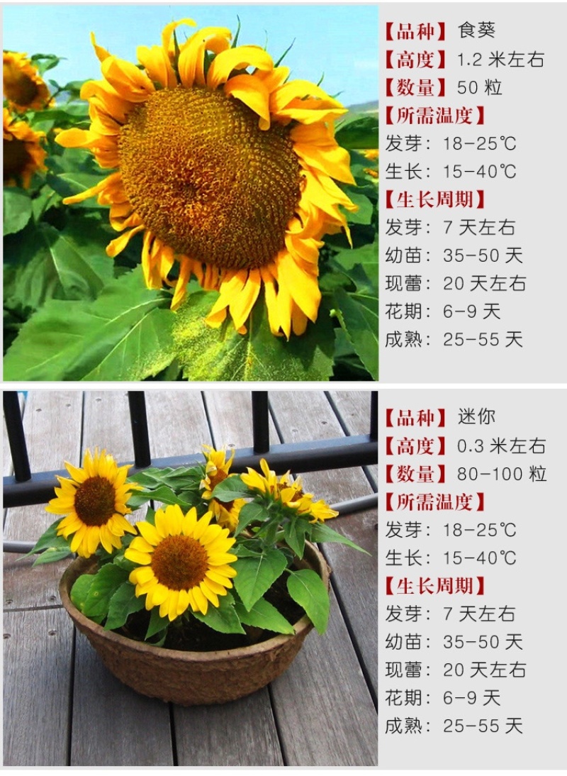 向日葵种子矮四季播种开花高杆观赏切花盆栽花种子庭院食用葵