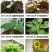向日葵种子矮四季播种开花高杆观赏切花盆栽花种子庭院食用葵