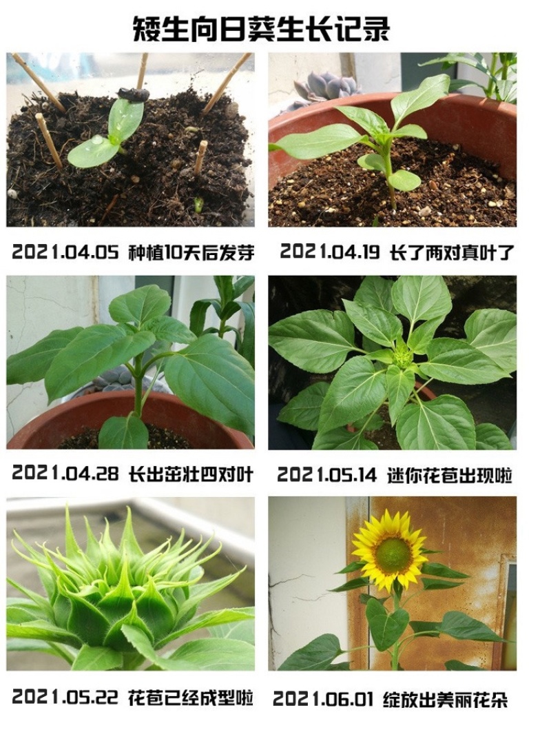 向日葵种子矮四季播种开花高杆观赏切花盆栽花种子庭院食用葵