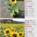 向日葵种子矮四季播种开花高杆观赏切花盆栽花种子庭院食用葵