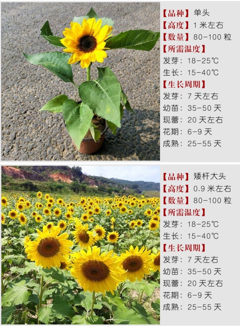 向日葵种子矮四季播种开花高杆观赏切花盆栽花种子庭院食用葵