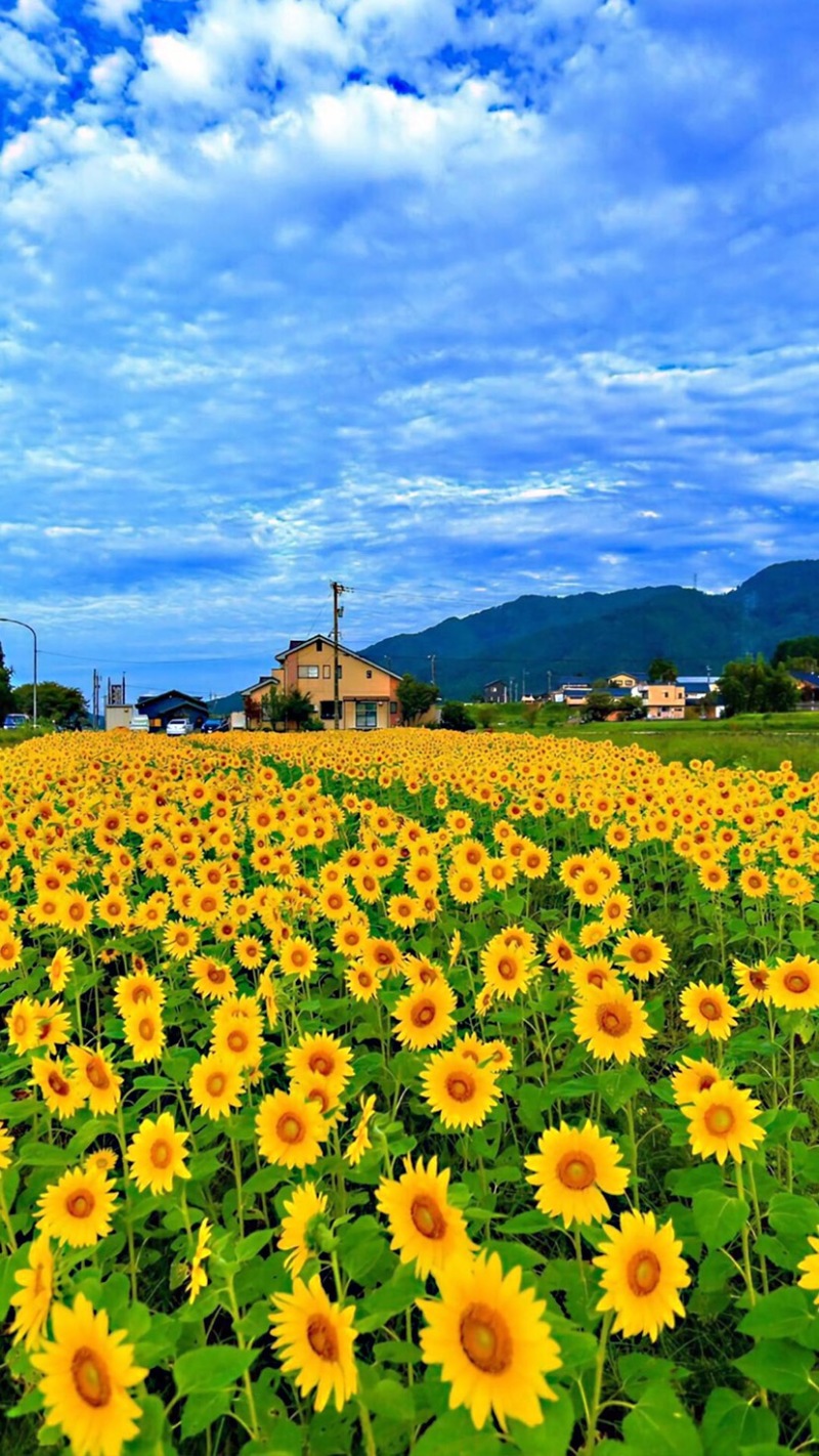向日葵种子矮四季播种开花高杆观赏切花盆栽花种子庭院食用葵