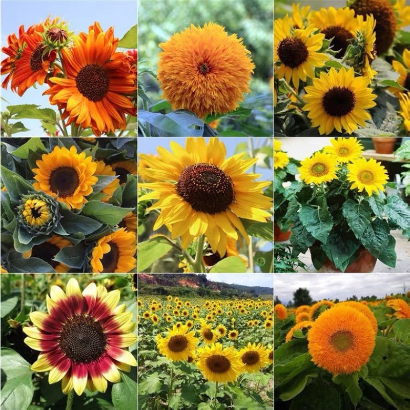 向日葵种子矮四季播种开花高杆观赏切花盆栽花种子庭院食用葵