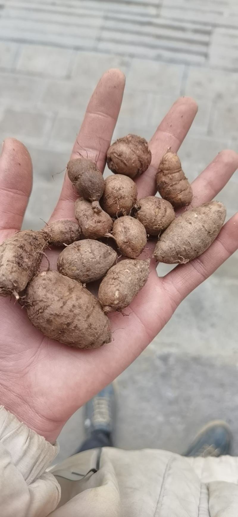 三叶青可发样品，大批货一年四季可发通货