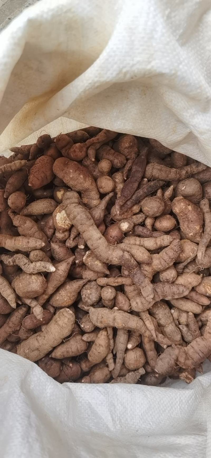 三叶青可发样品，大批货一年四季可发通货