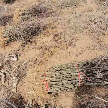 大红袍花椒苗