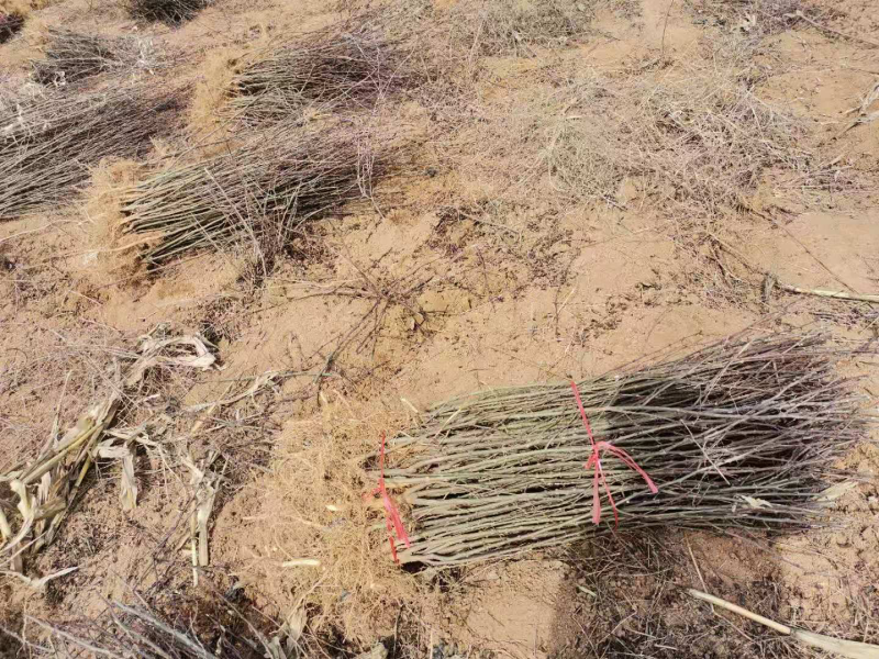 大红袍花椒苗