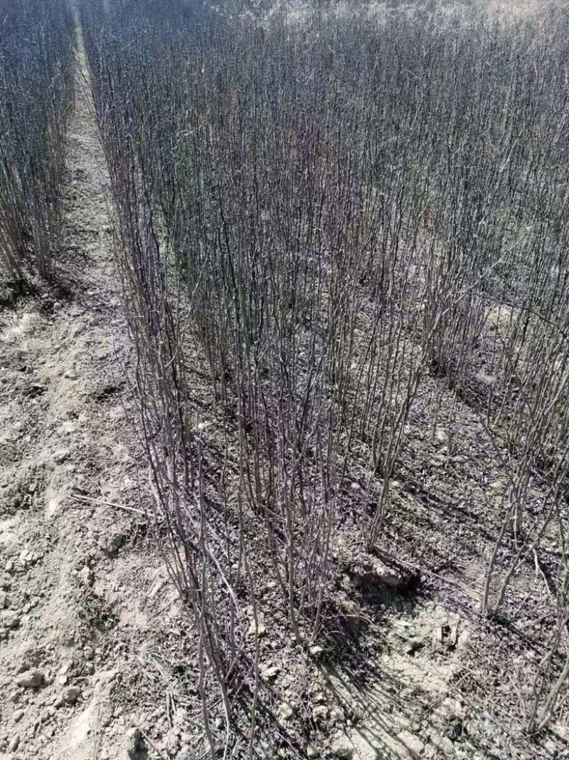 大红袍花椒苗