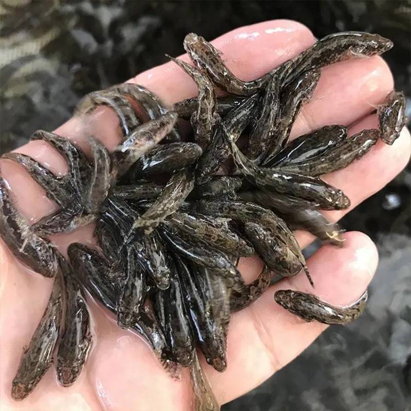 渔场直供3厘米快大淡水泰国笋壳鱼苗沙塘鳢鱼苗杂交笋壳鱼苗