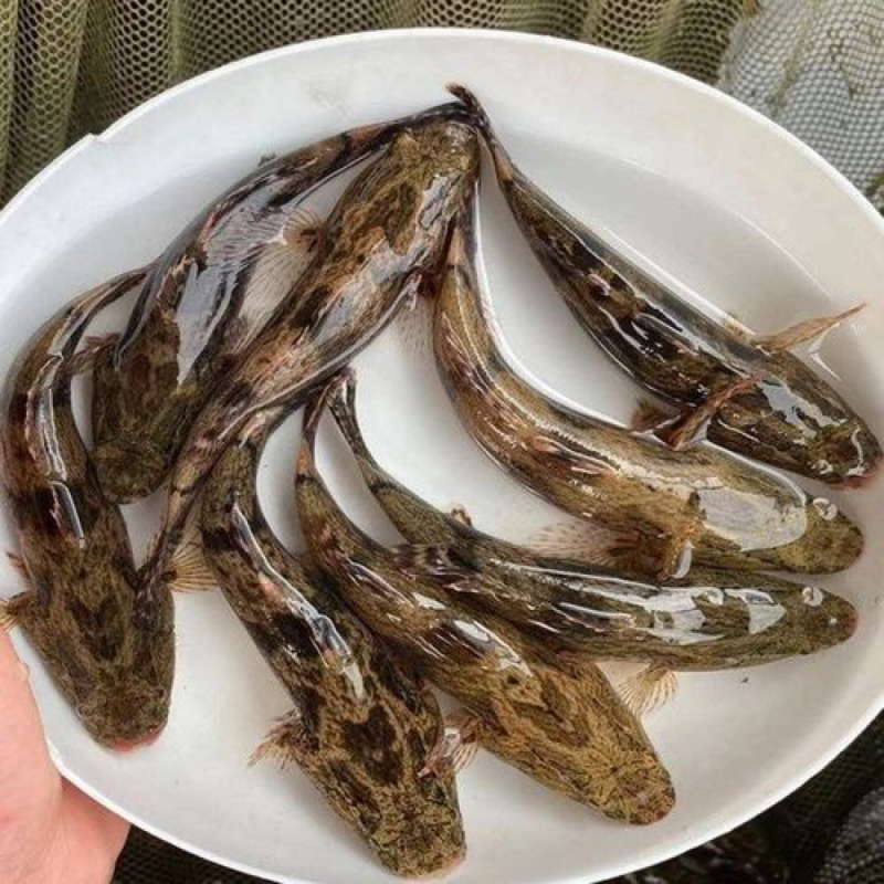 渔场直供3厘米快大淡水泰国笋壳鱼苗沙塘鳢鱼苗杂交笋壳鱼苗