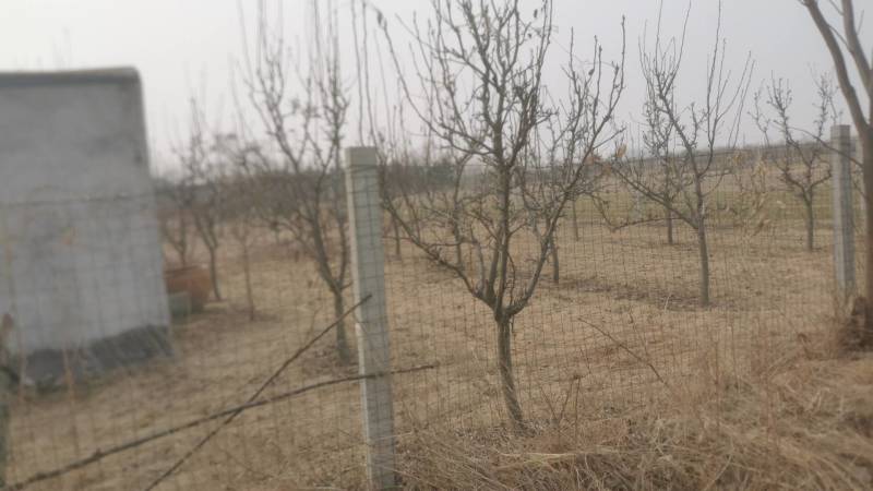 玉露香梨树成苗，规格1—3公分，价格可议
