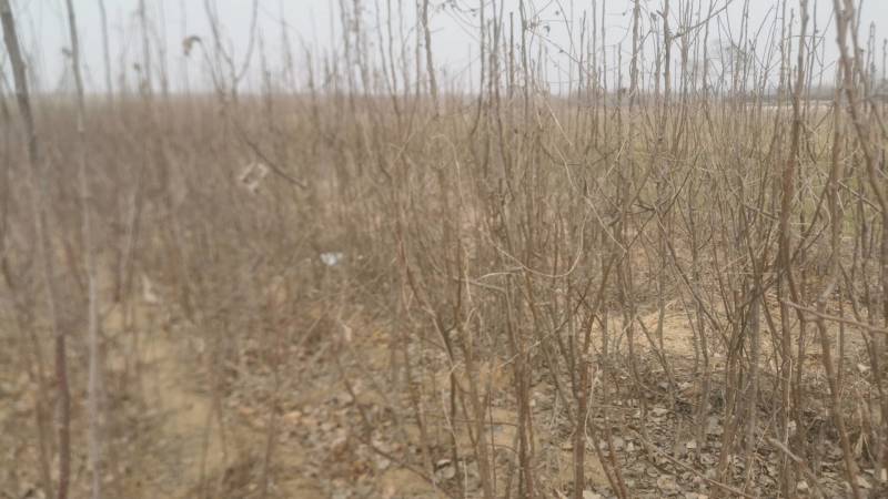 玉露香梨树成苗，规格1—3公分，价格可议
