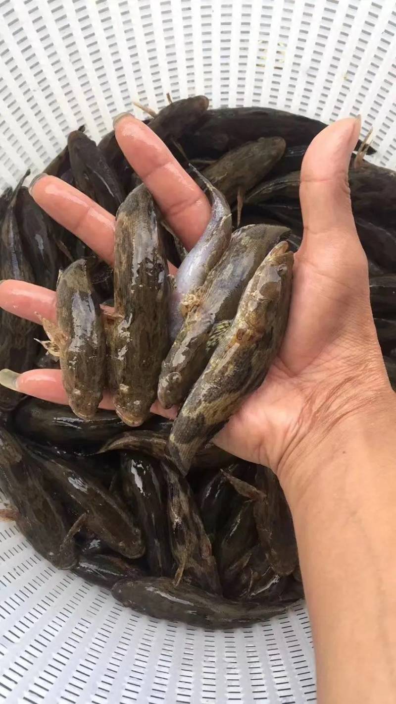 渔场直供3厘米快大淡水泰国笋壳鱼苗沙塘鳢鱼苗杂交笋壳鱼苗