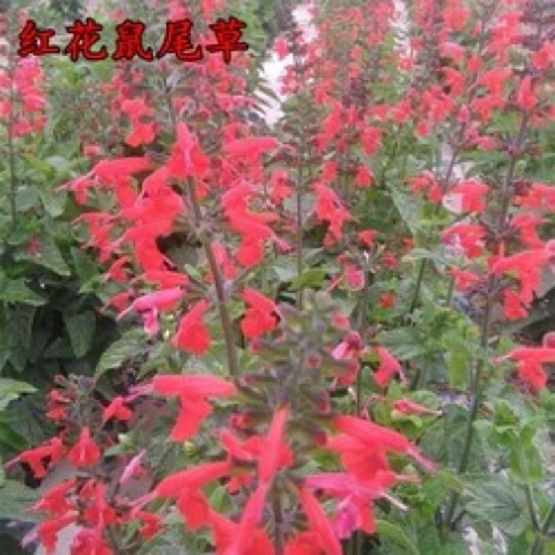 蓝花鼠尾草种子一串紫花红花四季播庭院宿根耐寒花卉景观花籽
