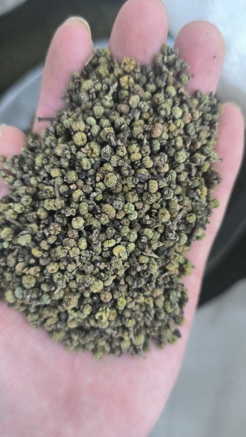 吴茱萸可打吴茱萸粉中华吴茱萸青色优质花地道中药材