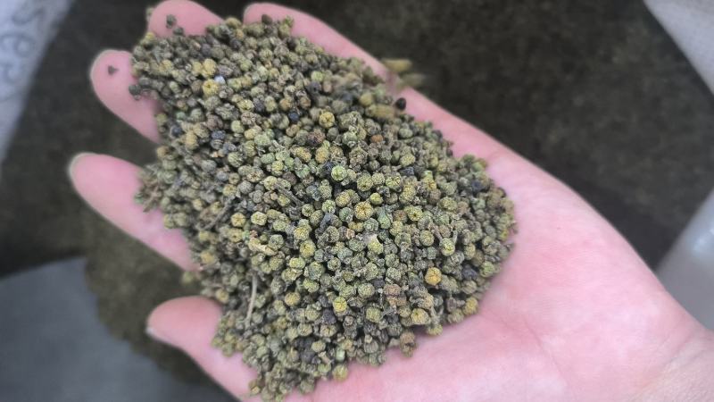 吴茱萸可打吴茱萸粉中华吴茱萸青色优质花地道中药材