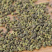 吴茱萸可打吴茱萸粉中华吴茱萸青色优质花地道中药材