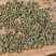 吴茱萸可打吴茱萸粉中华吴茱萸青色优质花地道中药材