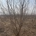 丛生五角枫