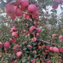 优质嫁接红富士苹果苗，二次嫁接矮化苹果苗，现起现发。