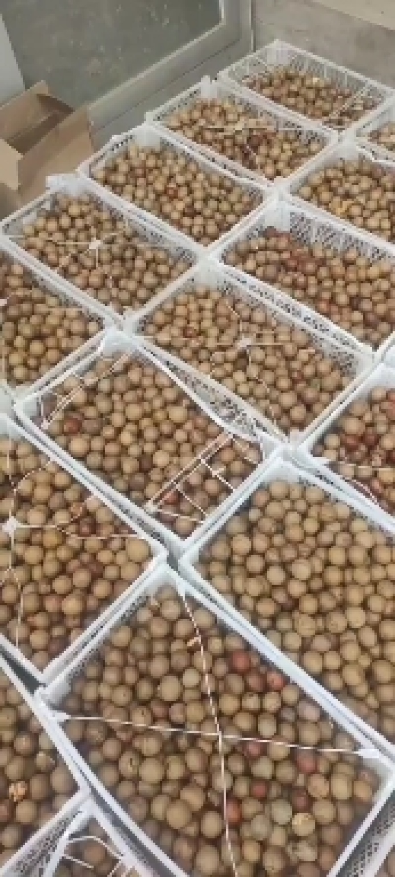 牛油果种子，质量好，价格优，欢迎选购