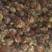 牛油果种子，质量好，价格优，欢迎选购