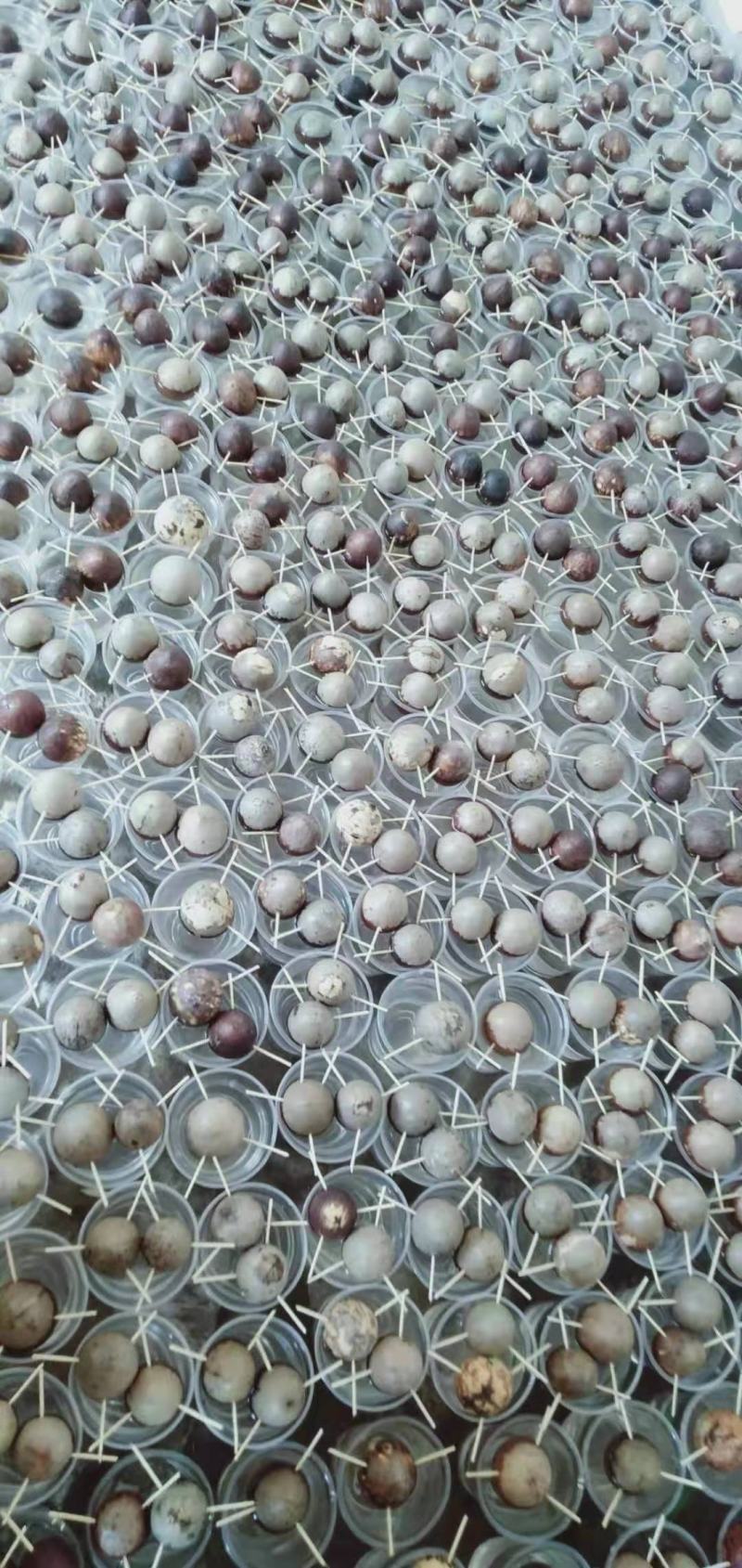 牛油果种子，质量好，价格优，欢迎选购