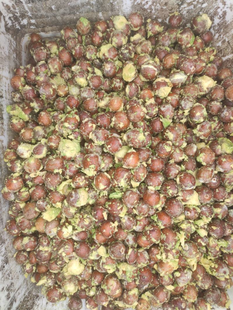 牛油果种子，质量好，价格优，欢迎选购