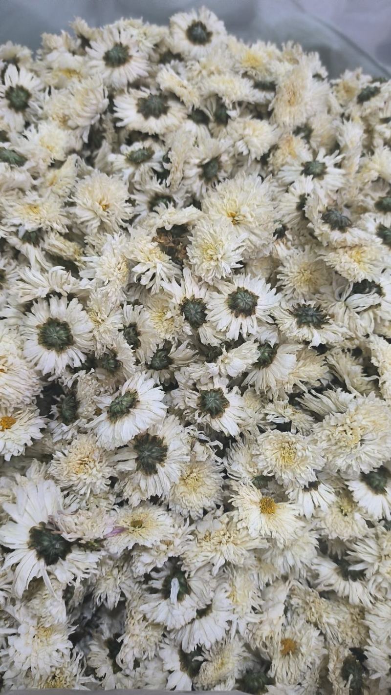 菊花白菊花泡水泡茶散装无硫七月菊无硫产地直发