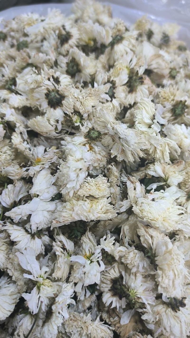 菊花白菊花泡水泡茶散装无硫七月菊无硫产地直发