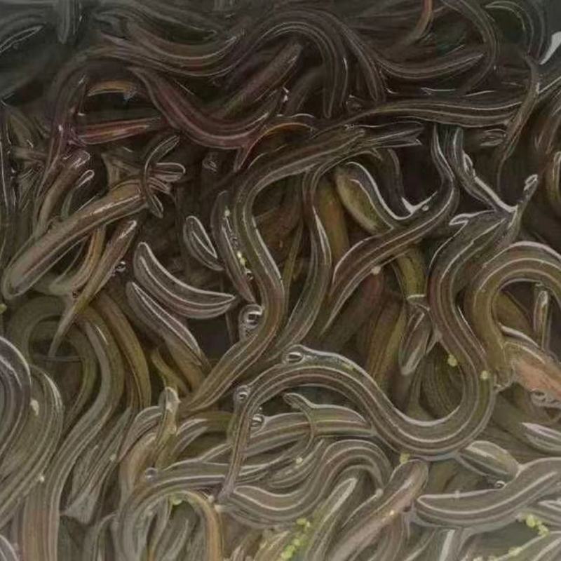 黄鳝苗泥鳅苗预订