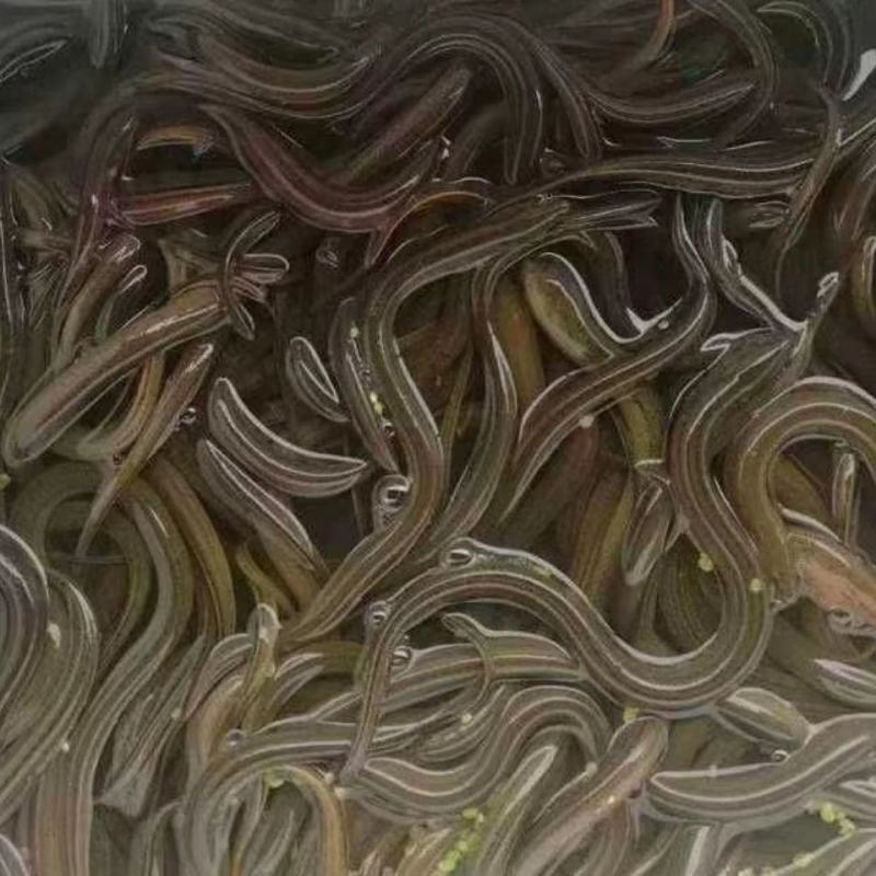 黄鳝苗泥鳅苗预订
