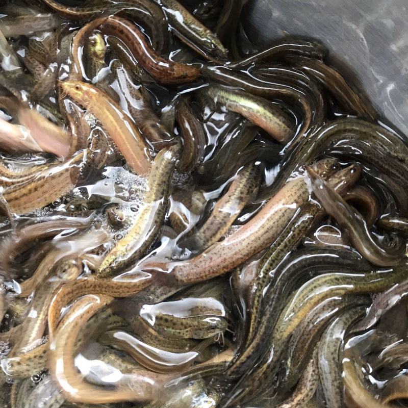 黄鳝苗泥鳅苗预订