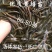 黄鳝苗泥鳅苗预订