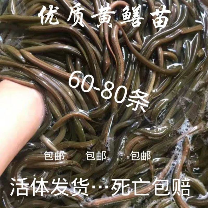 黄鳝苗泥鳅苗预订
