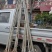 杨树苗