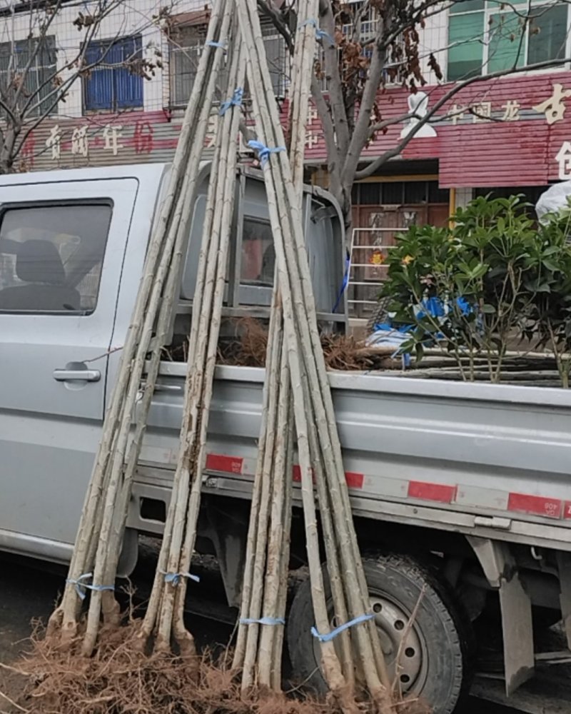 杨树苗