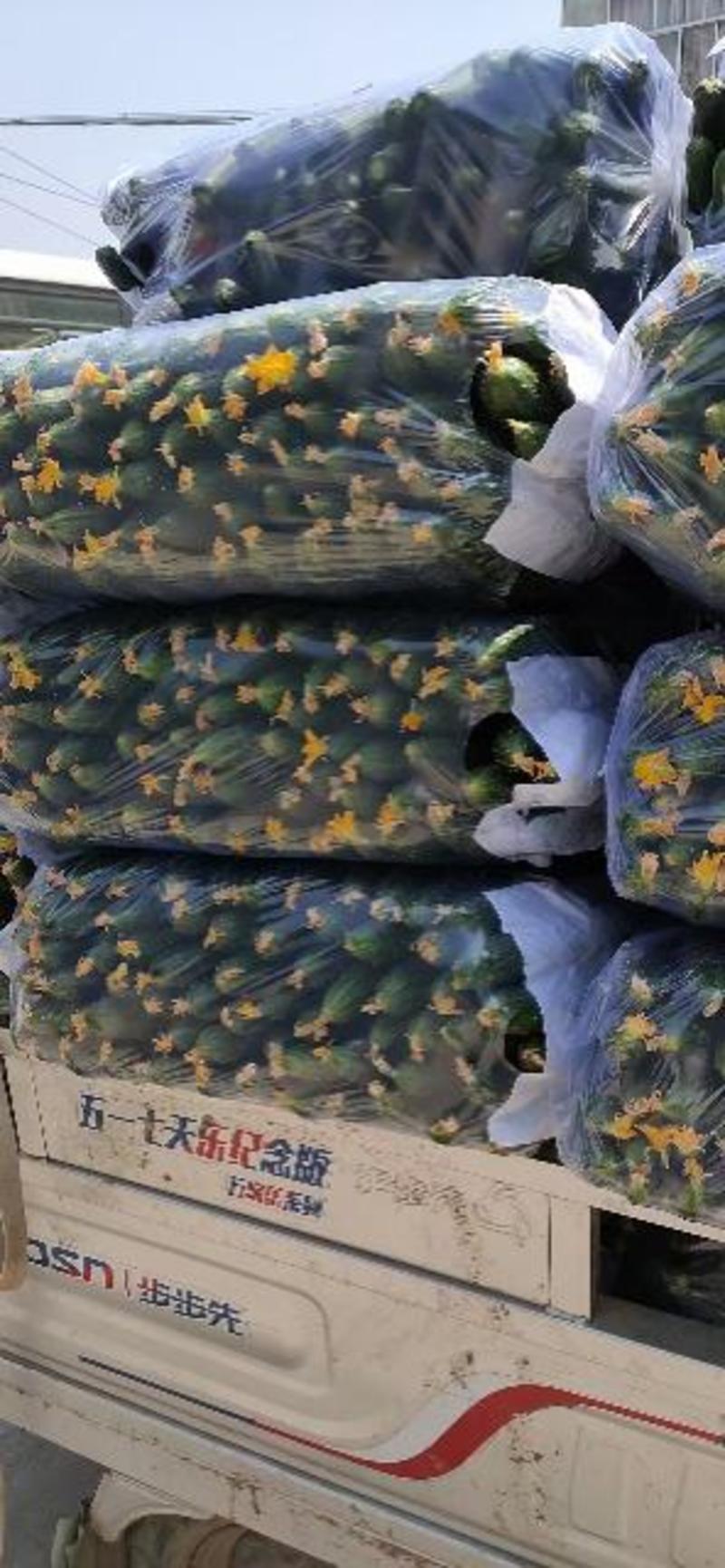 河南青瓤密刺黄瓜，产地直供市场，电商，商超等各大平台。