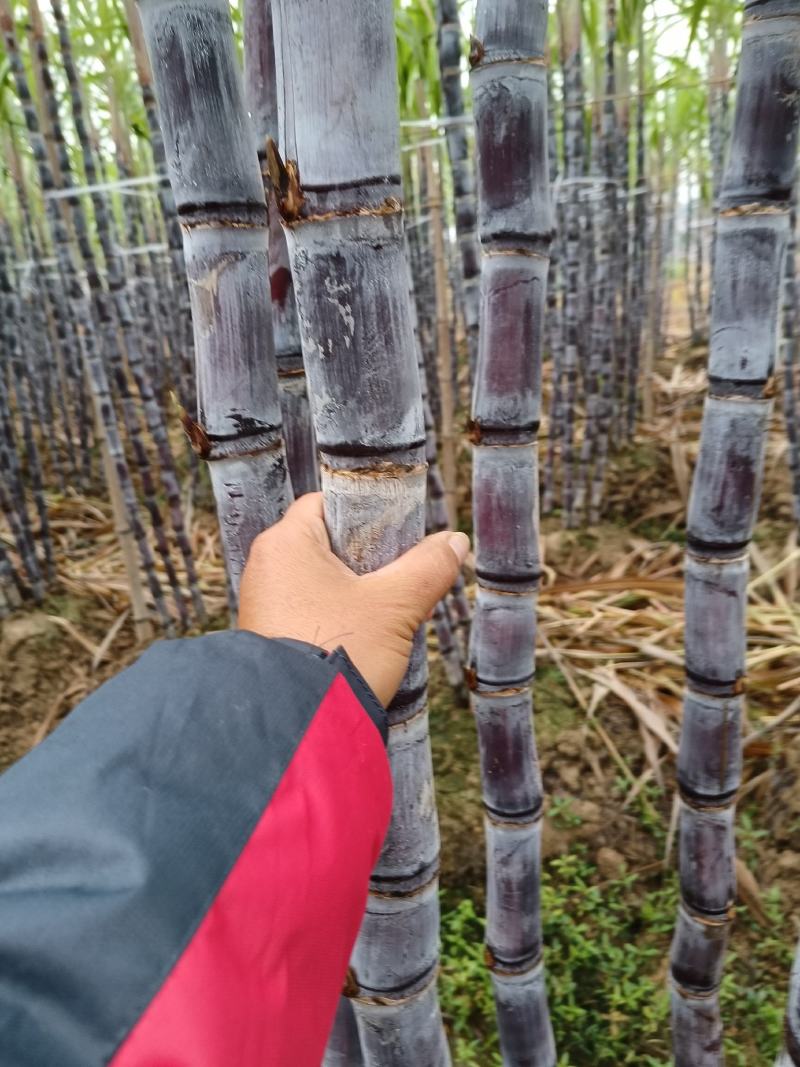 精品黑皮果，清甜脆口水分足，量大价格实惠