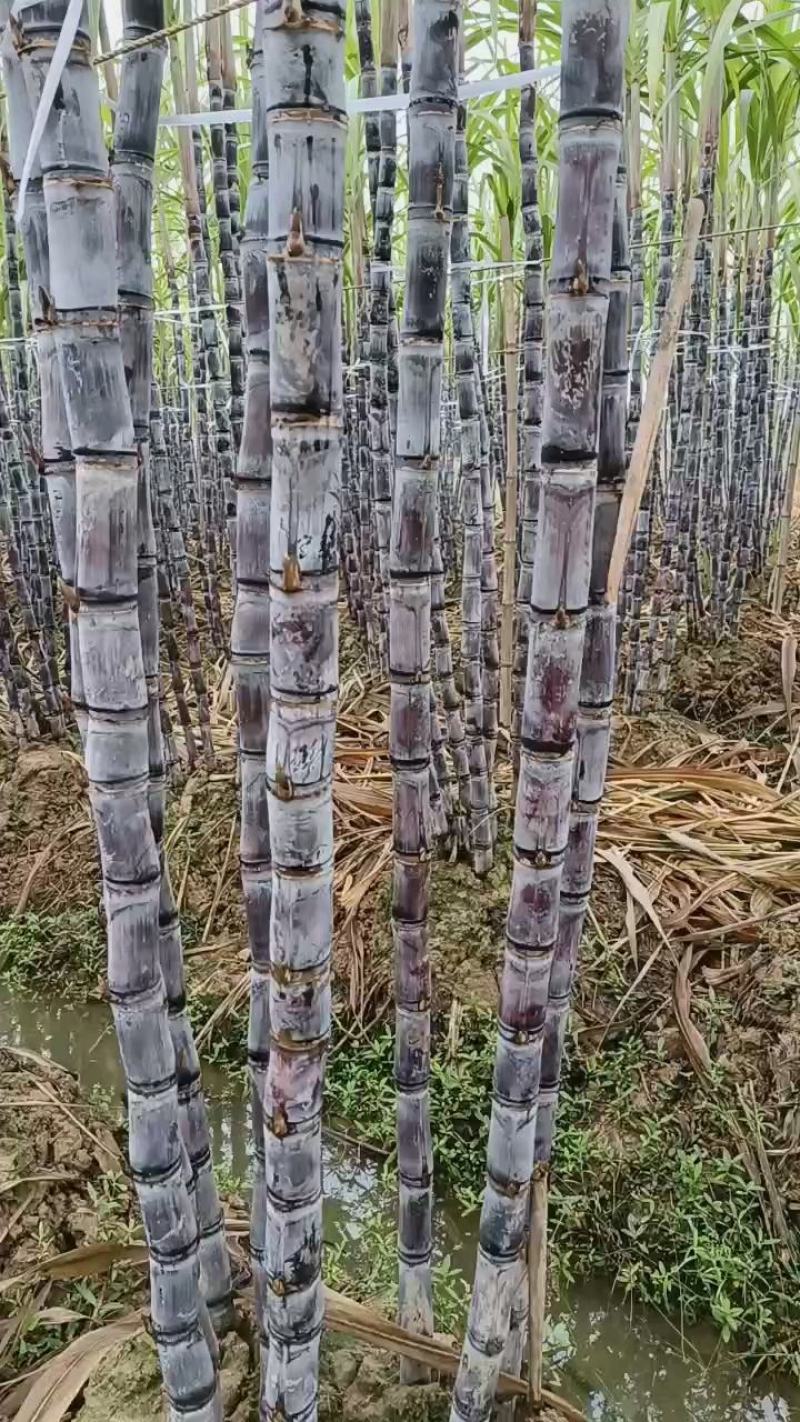 精品黑皮果，清甜脆口水分足，量大价格实惠